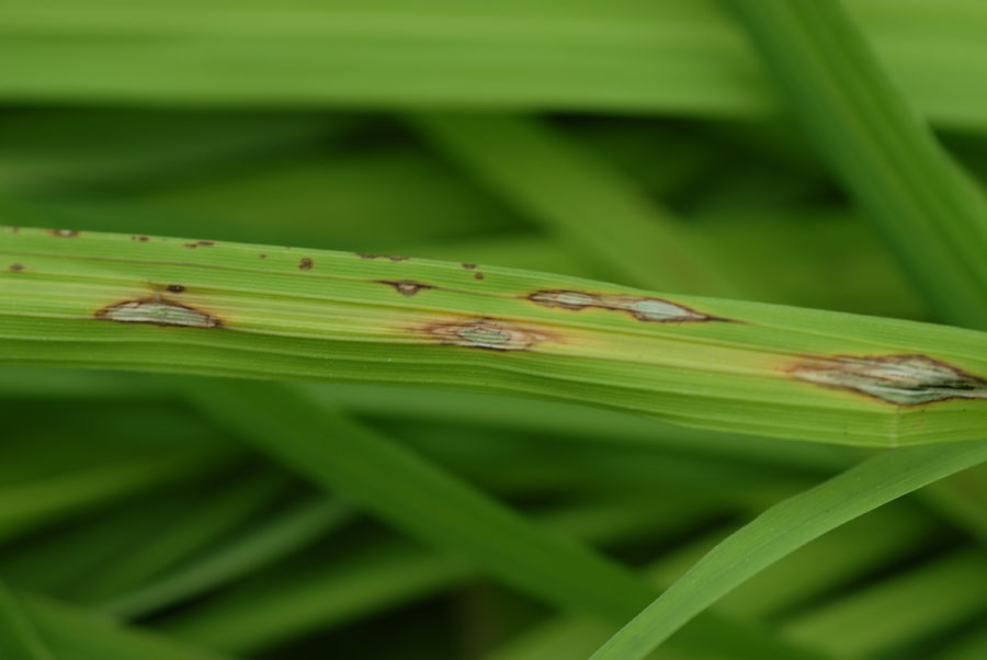 Представитель Семейства Magnaporthaceae